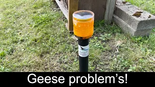 AWAY WITH GEESE. How to get geese out of your yard. Best way to keep geese off your property?