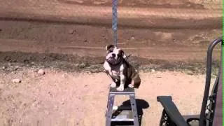 Tinkerbell the English Bulldog