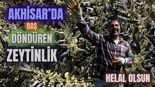 Halkalı Leke Nedir? Mücadelesi Nasıl Yapılır? #budama #erenvural