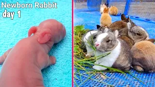 Pretty cute rabbit Growth | Baby Rabbit Grow Up Transformation #543