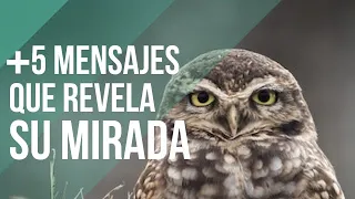 Qué SIGNIFICA cuando un BÚHO te MIRA A LOS OJOS 🦉🫢 ¡INCREÍBLE!