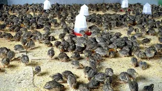 Amazing Modern QUAIL FARMING - Another batch of QUAIL LAYERS! Adding a pet Geese│Episode 4