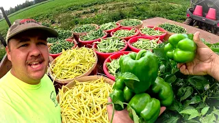 A DAY FULL OF HARVEST ON OUR VEGETABLE FARM
