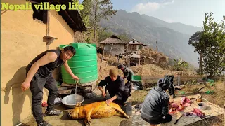 Pig cutting and cleaning in nepali village | pig cutting cooking and eating