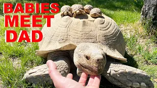 Baby Tortoises Meet Their Dad For The First Time!!!