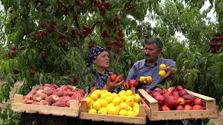 Harvesting Three Types Nectarines and Canning for Baking in Winter