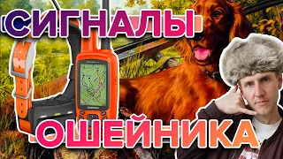 Инструкция - Ошейник Garmin T5 и TT15.  Что означают сигналы ошейника?