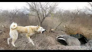 Ночная охота . Охота с лайками на барсука. Hunting fur-bearing animals. Jagd auf Pelztiere.