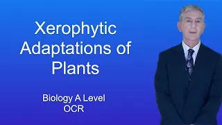 A Level Biology Revision "Xerophytic Adaptations of Plants"