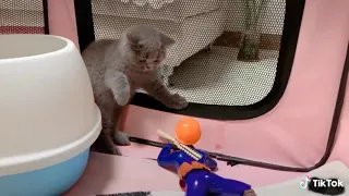 Soldier Toy vs Cat 🐱