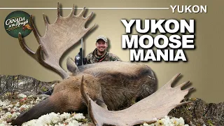 Exciting Moose Mania in the Yukon | Canada in the Rough