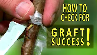 GRAFTING PEACH TREES | HOW to CHECK for GRAFT SUCCESS