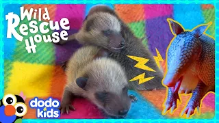 Baby Raccoons Need A Whole Houseful Of Animals To Help Rescue Them! | Dodo Kids | Wild Rescue House