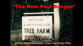 " THE NEW PAUL BUNYAN " 1952 WEYERHAEUSER FOREST PRODUCTS  TREE FARMING & LOGGING FILM    XD10714