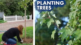 Planting a Hedge of Maple Trees 🌳// Garden Answer