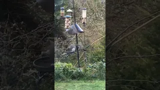 A squirrel getting not so baffled by a squirrel baffle