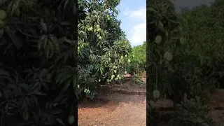 Dapoli Alphonso Mango Farm | Hapus Amba | Mango Farm in India #alphonso #dapoli #mango #hapusmango