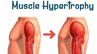 Mechanisms of Muscle Hypertrophy | Dr.Duncan MacDougall