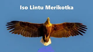 Iso lintu merikotka ~  PIRKAN  NEIDOT  (1965) 🎵🎼🦅👩‍🦰🎵