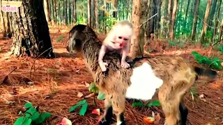 Chef Bim Bim harvests string beans to feed baby monkey ObiBaby Monkey Animal