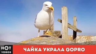 Чайка украла GoPro, чтобы записать свой полет... ( HOT VIDEOS | Смотреть видео HD )