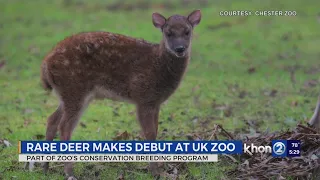 Rare Philippine Spotted Deer born in UK Zoo