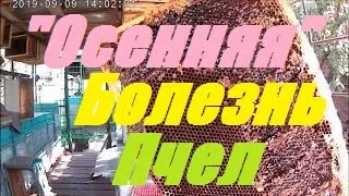 Осенняя “болезнь пчел”.ВЫ такого ещё не видели и Я  в первый раз.!!!