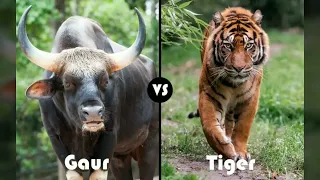 Gaur vs Tiger Who Would Win in a Fight