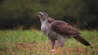 Jastrząb ( samica )-Accipiter gentilis - Goshawk