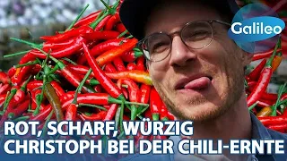 Rot, scharf, würzig: Reporter Christoph bei der Chili-Ernte