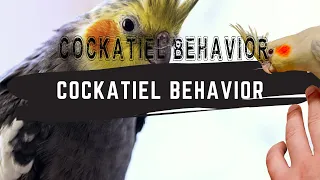Cockatiel Behavior - Understand Cockatiel Gestures