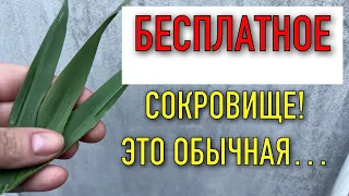 ЗНАЮТ НА КАВКАЗЕ! БЕСПЛАТНО ИЗБАВИЛАСЬ ОТ ГРИБКА НА СТОПАХ,  И не только…