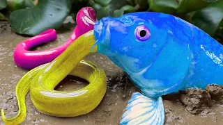 Stop Motion Funny ASMR - Goldfish hunting eels in the mud / Authentic cuisine, unique cooking ideas