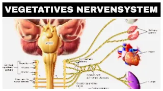 Vegetatives Nervensystem: Sympathikus, Parasympathikus (kurze Erklärung)