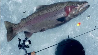 TROUT FROM ICE #ECHSONDER #perch #pike #2024 #ICE CAMERA #ICE FISHING ROD