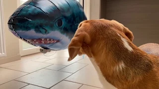 Beagles Pranked By Floating Shark!
