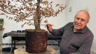 Forgotten American hornbeam from nursery turned into a bonsai