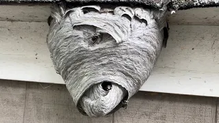 Bald face hornet nest amazing results with drione