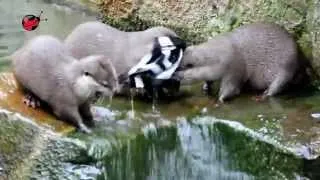 Смешные выдры (funny otters in Berlin Zoo)