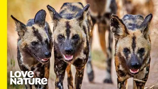 Meet The Largest Wild Dog Pack at South Luangwa | Love Nature
