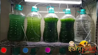 Spirulina Farming | In-house Setup Spirulina Mother Culture Multiplication Growth