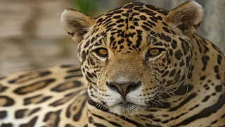Jaguar - The Largest Big Cat In South America / Documentary