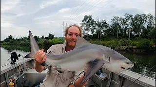 BULL SHARK FISHING in the Upper Brisbane River | Tinny CAMPING