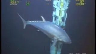 WORLD RECORD FISH!!! 18ft Tuna!  ROV Deepwater Footage Bluefin Yellowfin Redfish