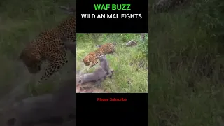 Mother Warthog Save Her Baby From Leopard Hunting But Fail #shorts
