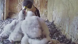 FalconCam  Project~Xavier is amazed by his screaming kids and leaves the box😁~6:52 p.m. 2022/10/24