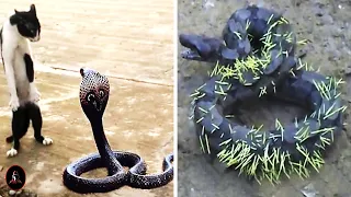 10 Serpientes Que Se Metieron Con El Oponente Equivocado