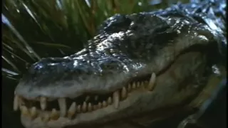 Alligator makes friends with frogs superbowl commercial funny