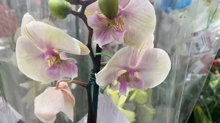 Огляд красунь орхідей. Полтава Епіцентр 14.02