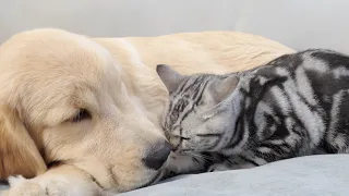 The Wonderful Bond Between Kittens and Golden Retrievers